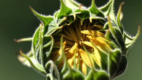 close-up of a sunflower bud