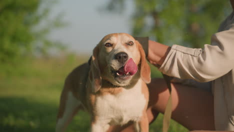 close-up of dog owner rubbing dog s head with a grooming glove under warm sunlight, dog s tongue hanging out and licking its nose joyfully, with a blurred background featuring lush greenery