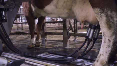 milking robot arm pumping milk of udder in barn