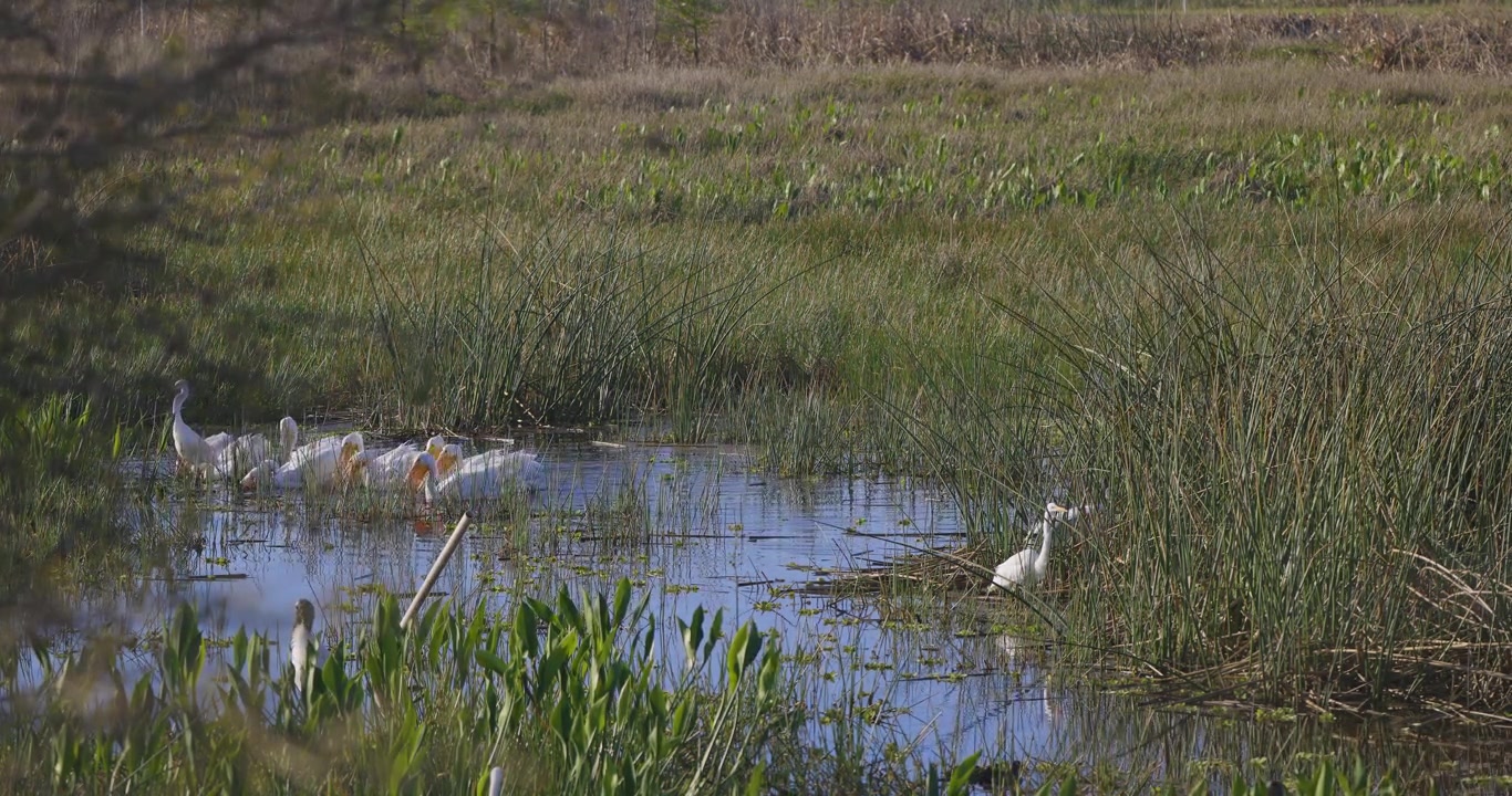 Bando de pelicanos-brancos em busca de alimento entre garças em campos alagadiços