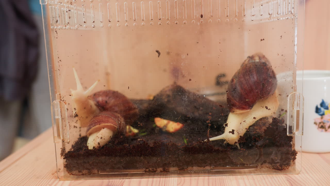 Giant snails crawling inside transparent container on layer of soil with fruit pieces scattered, sides of box smudged with dirt, natural daylight highlighting shell textures and moist environment