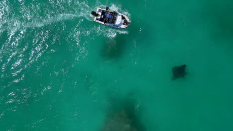 a boat approaches a large manta ray in clear waters - aerial view