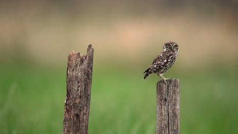 Steinkauz-Landet-Und-Hüpft-Zwischen-Zwei-Holzstangen,-Flacher-Fokus