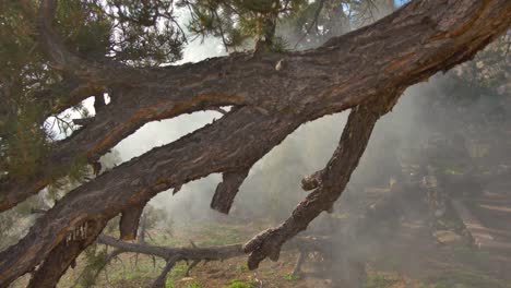 smoke blowing quickly through the forest and over a fallen tree on a sunny morning