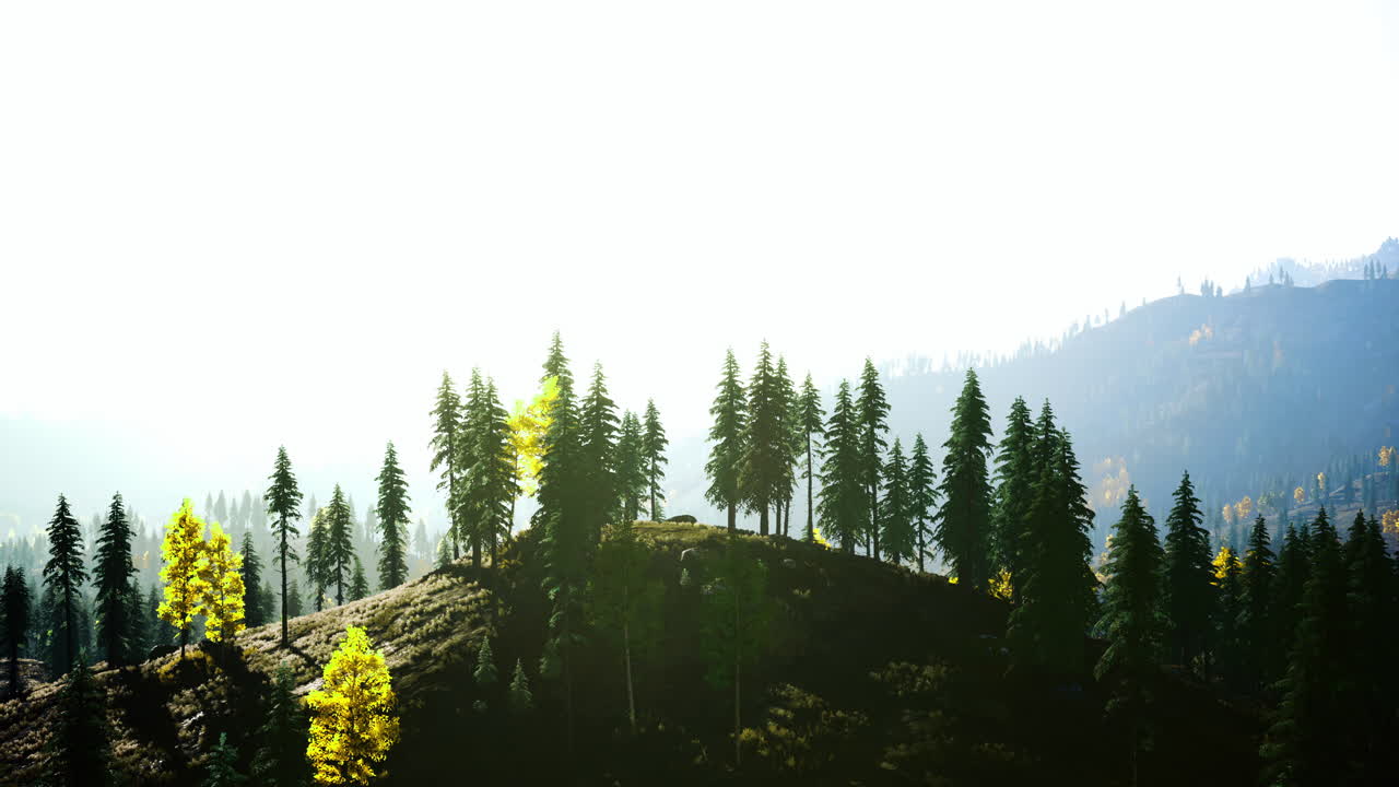 Morning light filters through trees on a peaceful hillside in autumn