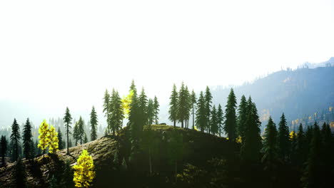 morning light filters through trees on a peaceful hillside in autumn