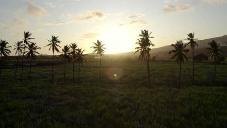 Eine-Fliege-über-Einer-Kokosnussallee-Auf-Der-Insel-La-Réunion