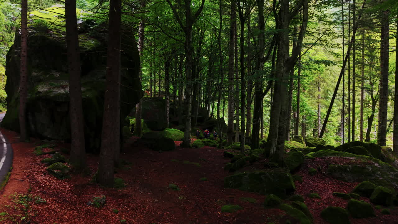 Drone follows a forest road before leaving it to fly into mossy woods with red leaves and soft light