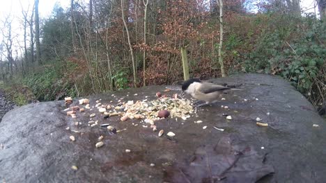 Verschiedene-Gelb-Blau--Und-Kohlmeise-Wildvögel,-Die-Im-Winterwald-Naturpark-Füttern