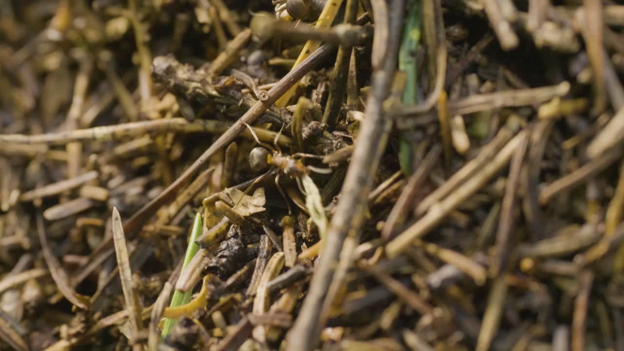 hormigas en un hormiguero