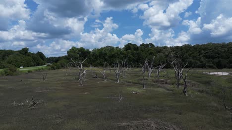 camino aéreo hacia un grupo de árboles muertos que se destacan en un pantano pantanoso que se encuentra en un estado de marea baja