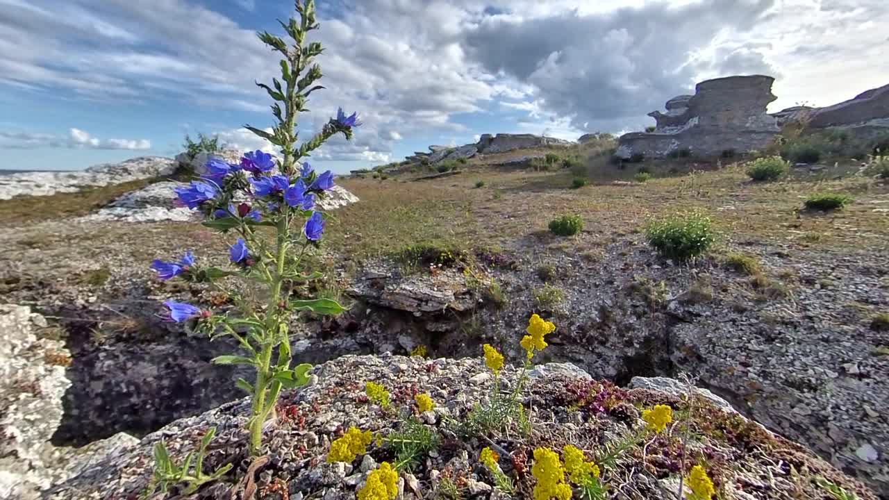 наклонный снимок прибрежных полевых цветов, колышущихся на ветру в солнечный день