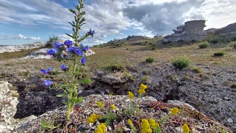 Tilt-up-shot-of-coastal-wild-flowers-swaying-in-wind-on-sunny-day