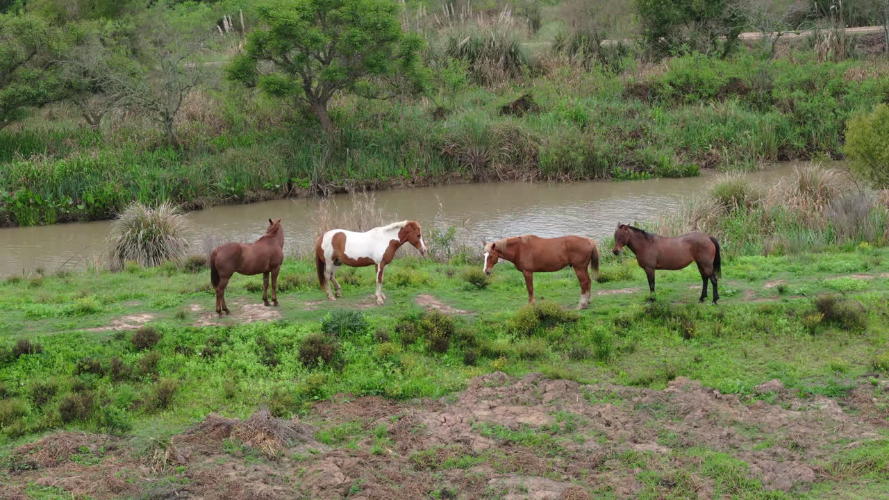 Four horses stand still on open grassland in front of a peaceful flowing river.
