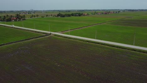 Green-paddy-fields-with-car-passing-by-on-a-tarmac-road-aerial-drone-shot