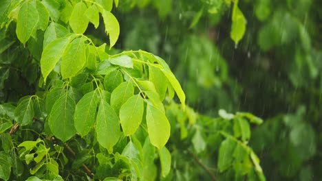 Fuertes-Lluvias-En-La-Selva-Tropical