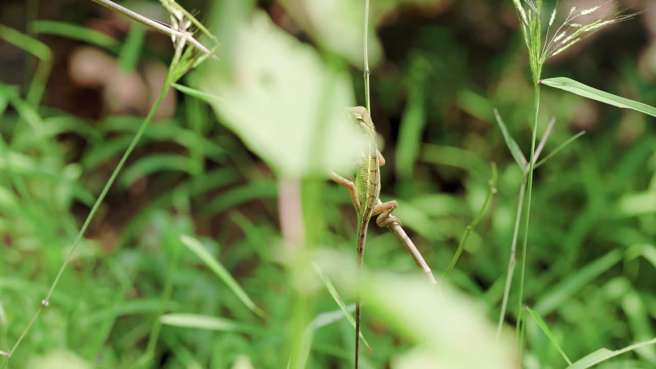 lagarto de jardín oriental aferrado a un tallo de hierba en el bosque