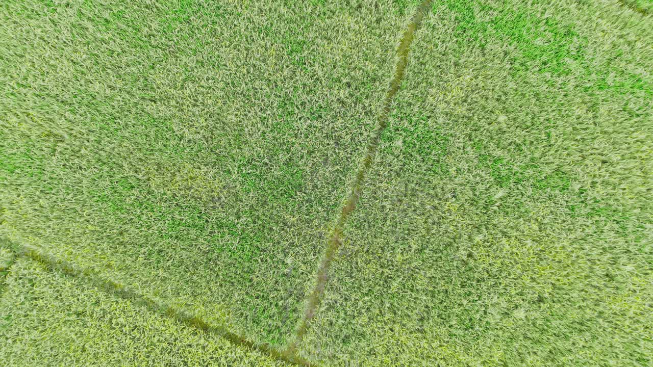 Lush green rice fields with farmers working in traditional agriculture, showcasing rural life, sustainable farming, and natural beauty of the countryside