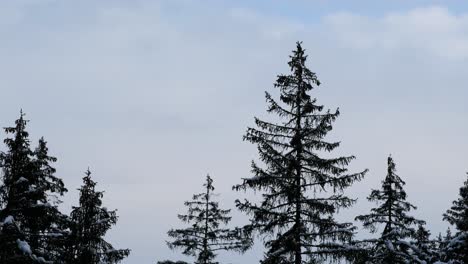 trees in the midlle of winter landscape in the alps