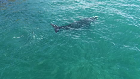 las ballenas del pacífico mientras navegan con gracia por las vastas aguas del océano