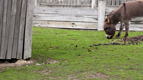 a donkey eating grass in an enclosure