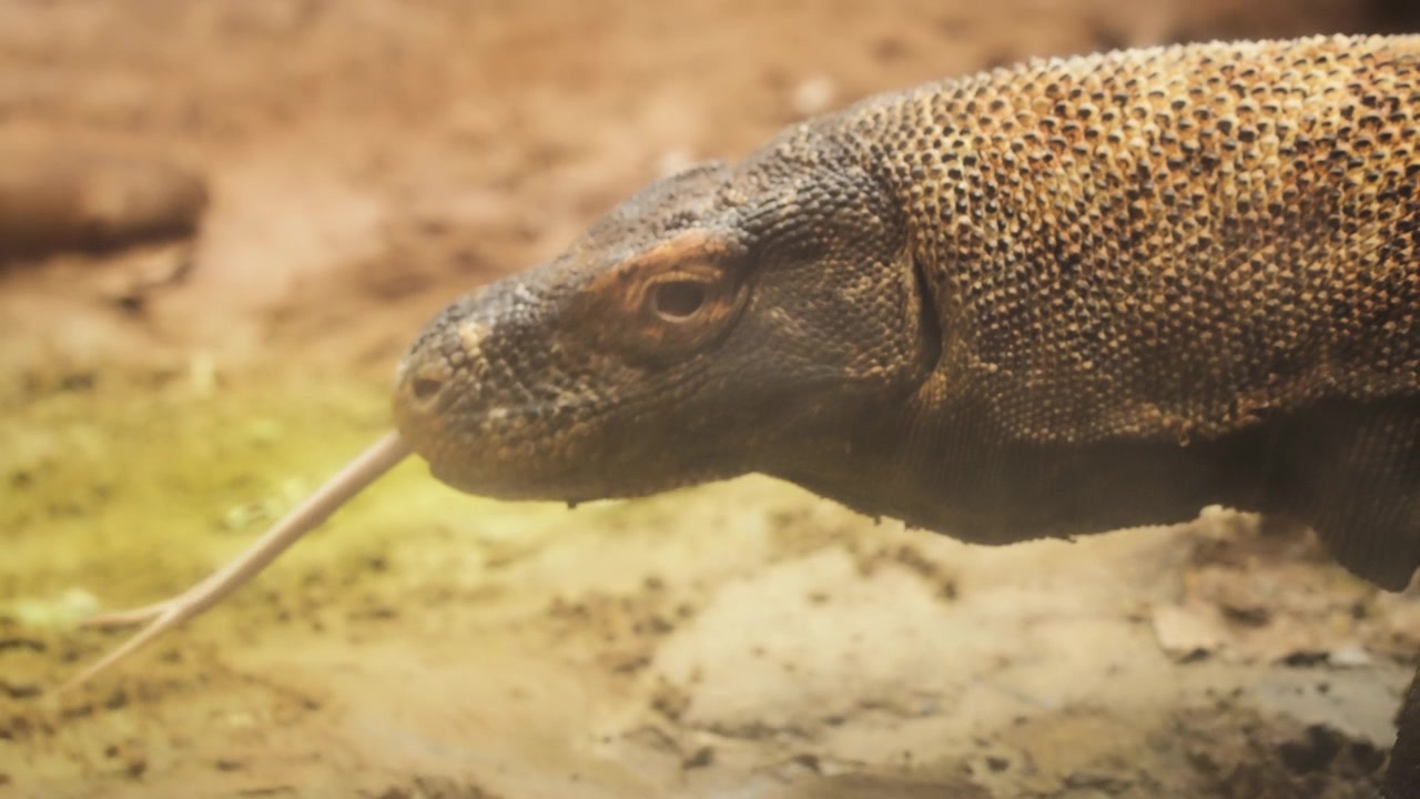 Drago di Komodo con la lingua che scatta
