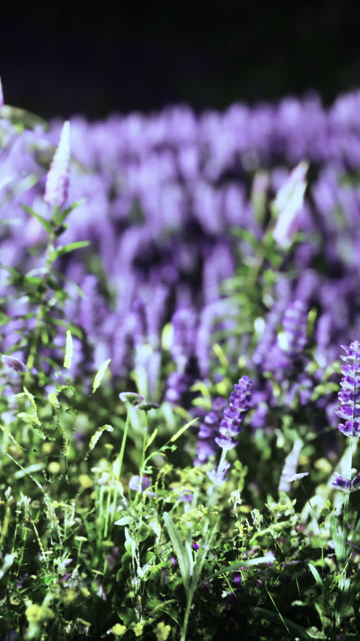 Close-up di fiori di lavanda in un campo