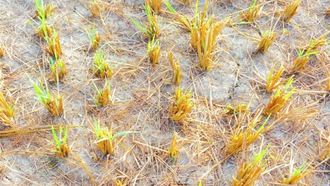 dry stalks on paddy field after harvest with young green grass growing