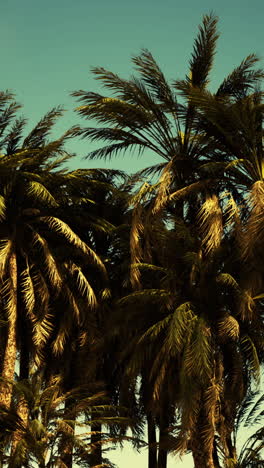 palm trees against a blue sky