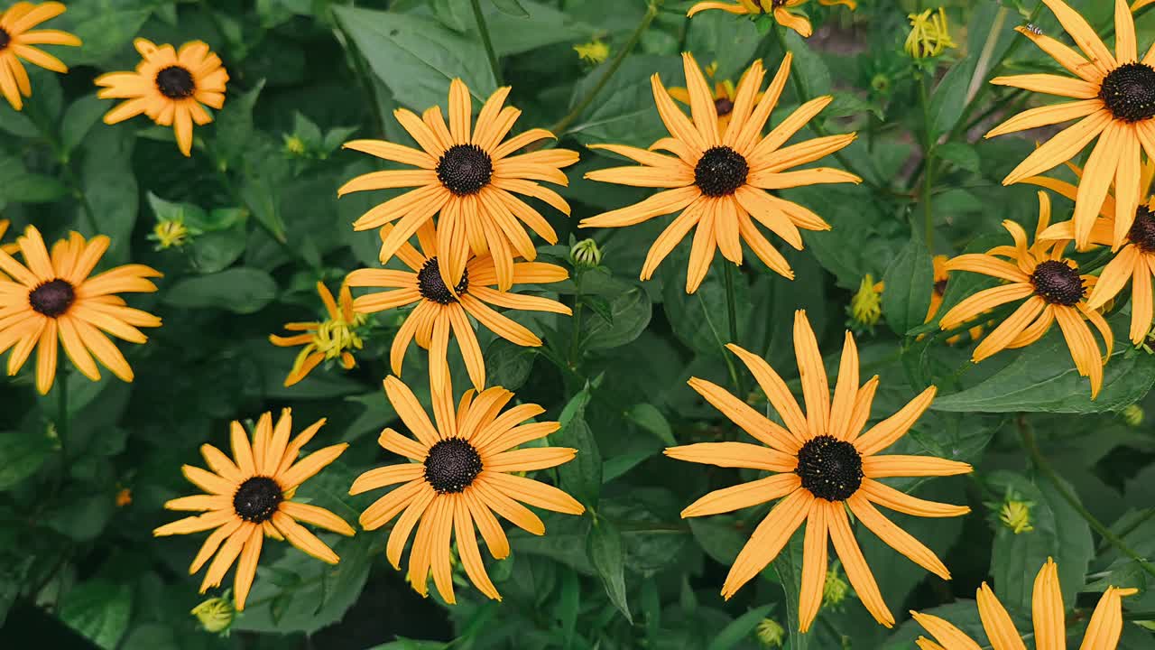 블랙 아이드 수잔 꽃의 클로즈업