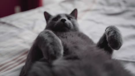 Male-Russian-Blue-cat-lying-on-a-bed-on-his-back