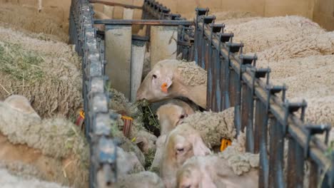 sheeps on a flock farm