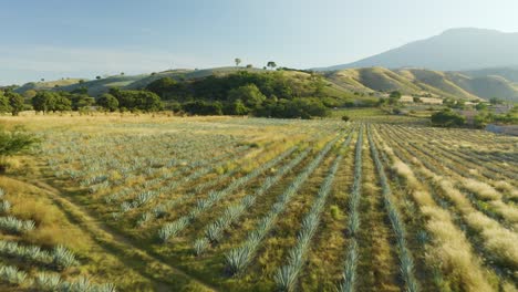 vuelo aéreo bajo revela campos de agave azul en tequila rural, granja de méxico