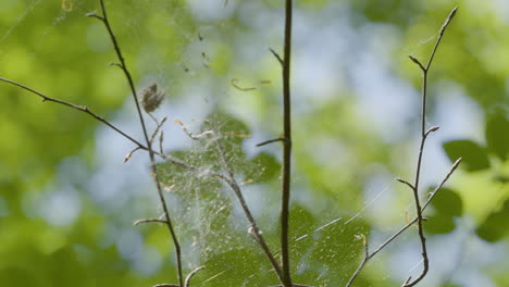 Cobweb-engulfing-dried-up-plant-in-forest