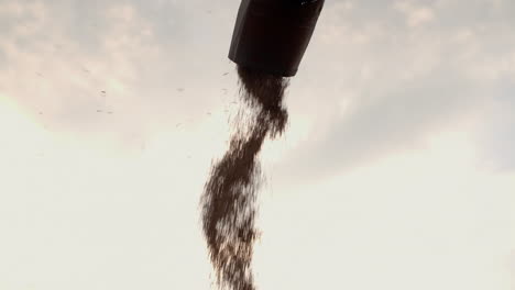 close-up of canola harvest unloading from combine