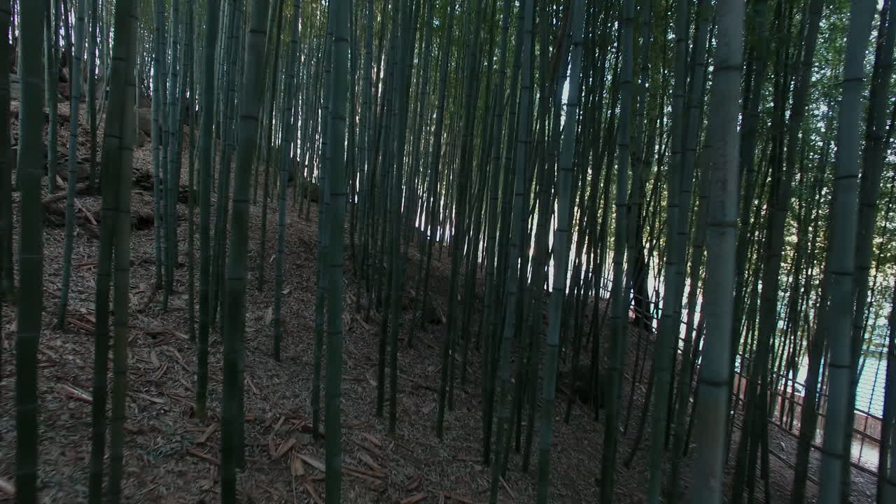 Bamboo forest view, Passing through the trees
