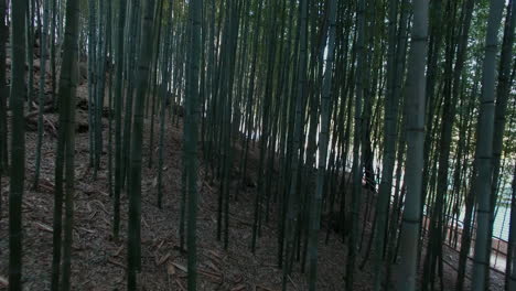 bamboo forest view, passing through the trees