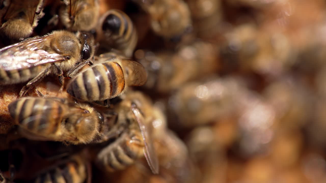 Striped bees on honeycomb. Swarm of busy honey insects working on a frame. Beautiful bees making organic honey. Macro shot.