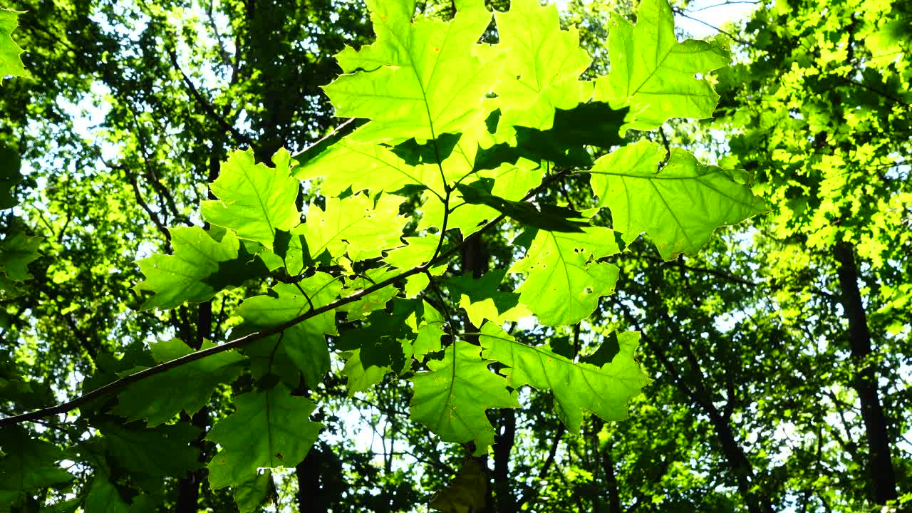Solstråler gjennom treblader