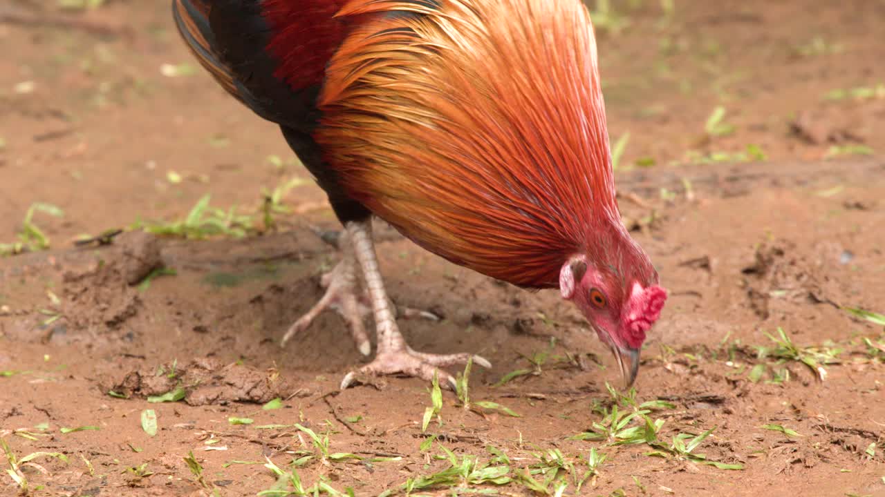 Tropikal kırsal bir ortamda yem arayan canlı bir horoz çamurlu zemini gagalıyor