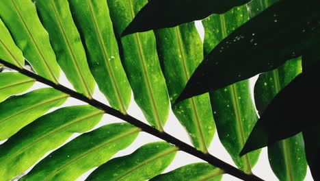 Slow-tilt-down-across-colorful-green-tropical-leaves-in-rain-forest