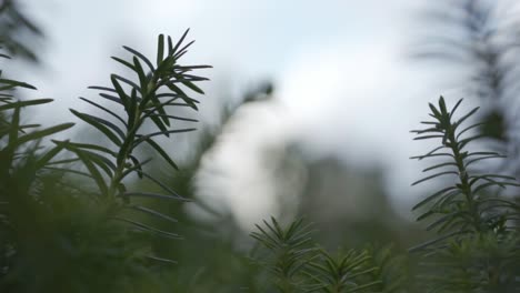 Close-up-of-ferns-in-a-cloudy-day