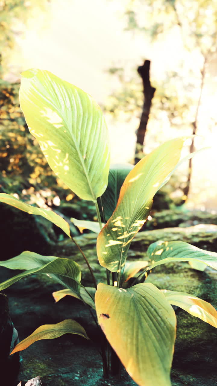 luz solar en una planta tropical