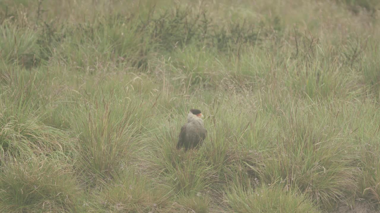 caracara en la hierba durante la lluvia