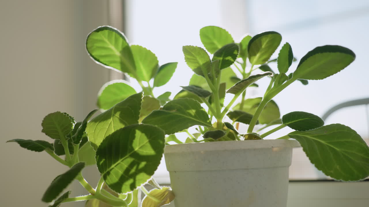 Natural light softly passes through vibrant green leaves of indoor potted plant near window, illuminating translucent textures and creating peaceful, serene mood in quiet cozy home environment