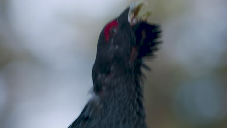 Male-western-capercaillie-roost-on-lek-site-in-lekking-season-close-up-in-pine-forest-morning-light