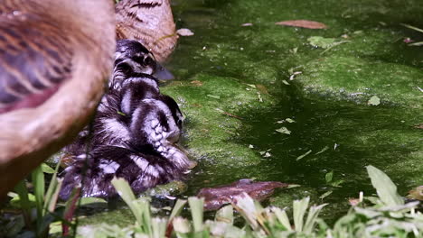 Baby-Weniger-Pfeifende-Ente-Im-Teich-Aus-Nächster-Nähe