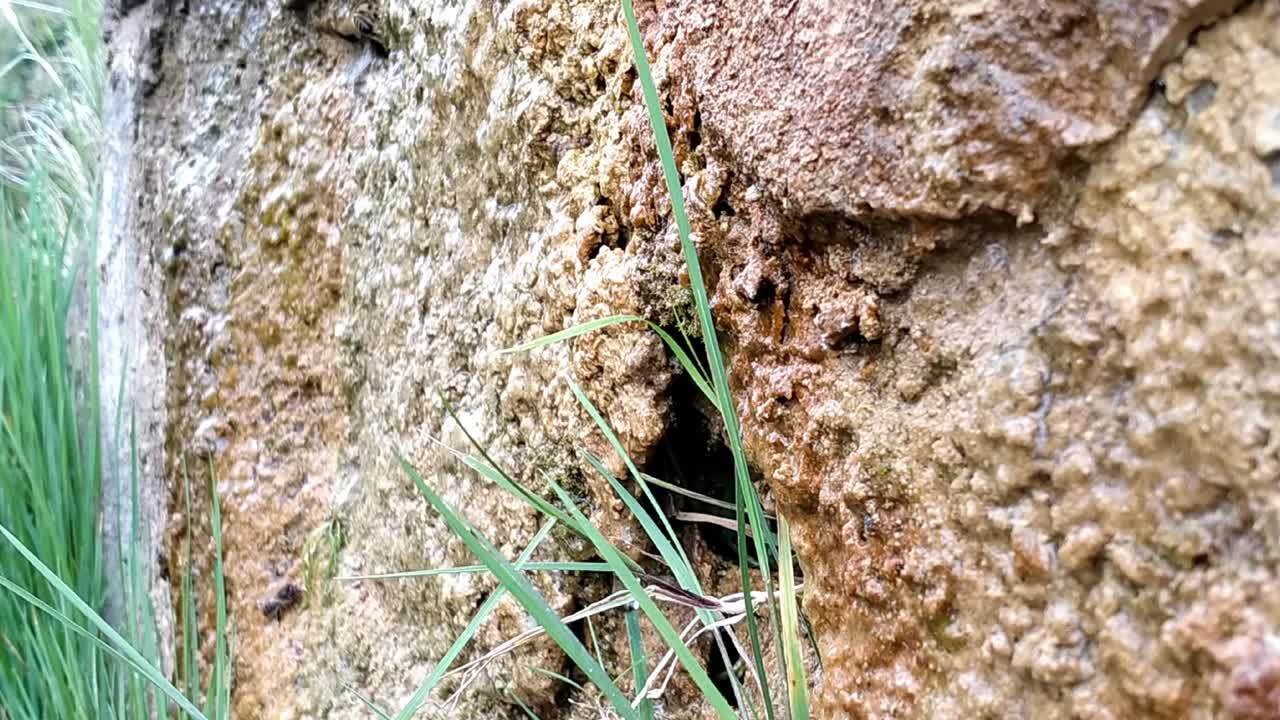 Un'ape vola vicino alla superficie granulosa di una fontana, formata da depositi d'acqua, e vi atterra per bere l'acqua che vi si è depositata