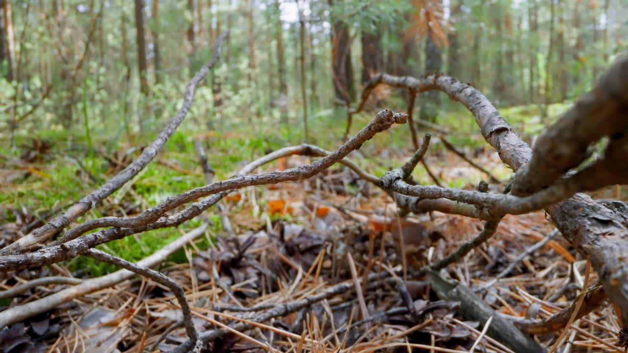 montón de ramas de árboles secas caídas en el suelo en el bosque verde