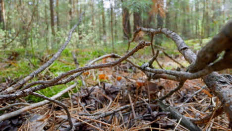 heap of dry fallen tree branches on ground in green forest